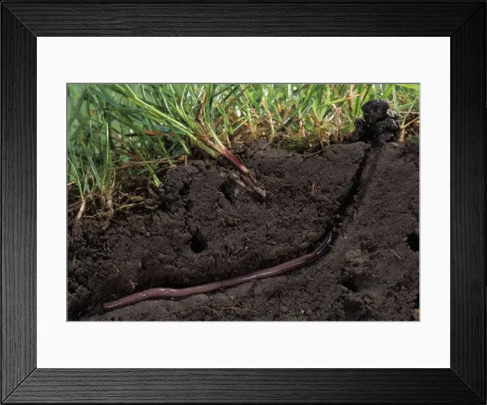 Framed Print : Picture No. 10896179 Framed Print : Picture No. 10896179
