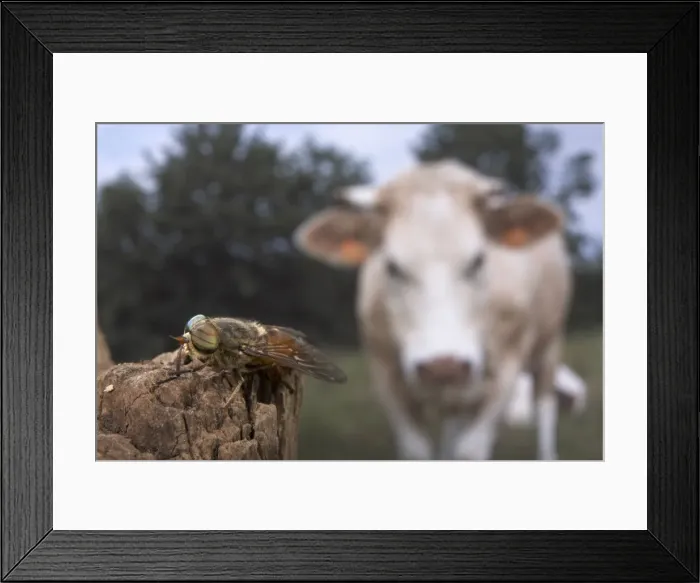 Framed Print : Picture No. 10896187