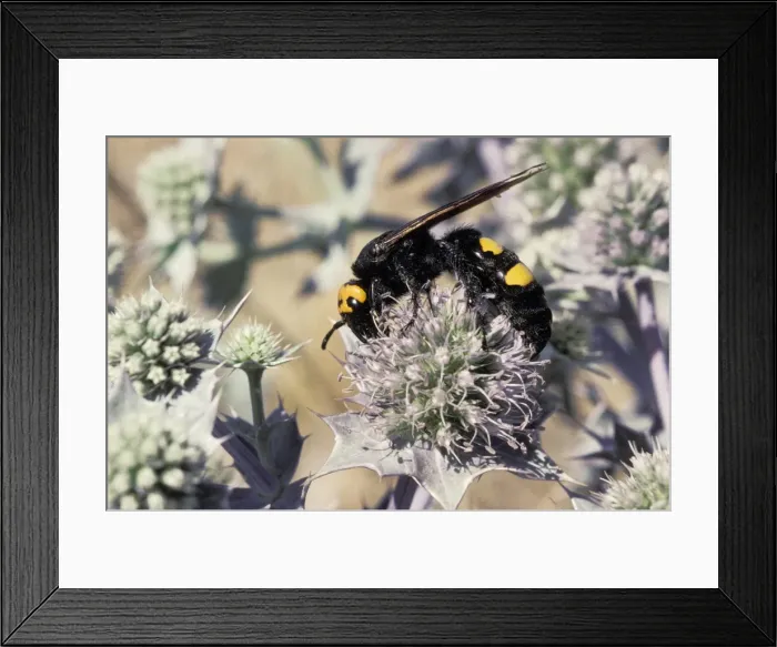 Framed Print : Picture No. 10896183 Framed Print : Picture No. 10896183