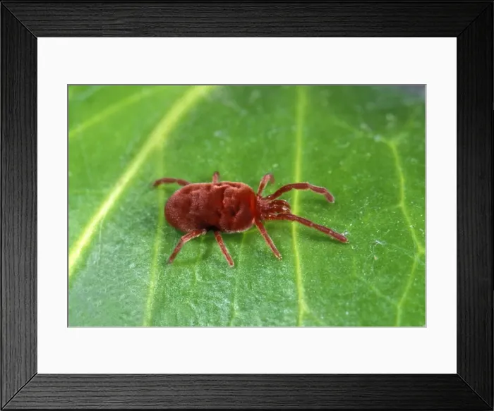 Framed Print : Picture No. 10896186 Framed Print : Picture No. 10896186