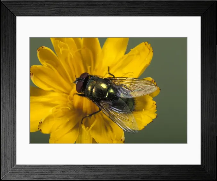 Framed Print : Picture No. 10896191 Framed Print : Picture No. 10896191