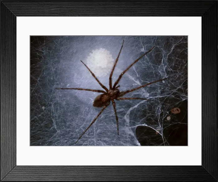 Framed Print : Picture No. 10896188 Framed Print : Picture No. 10896188