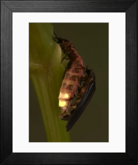 Framed Print : Picture No. 10896194 Framed Print : Picture No. 10896194