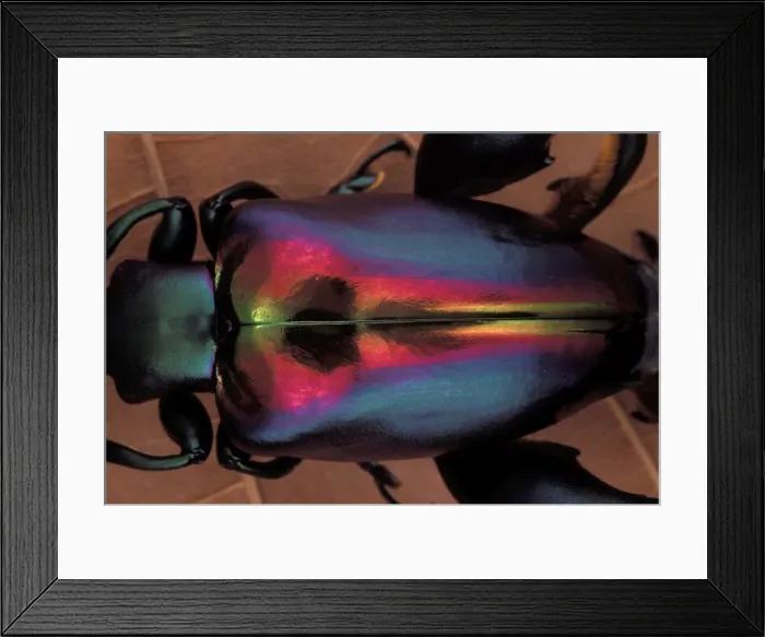 Framed Print : Picture No. 10896189 Framed Print : Picture No. 10896189
