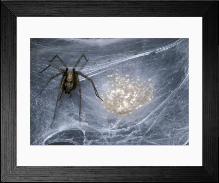 Framed Print : Picture No. 10896192 Framed Print : Picture No. 10896192