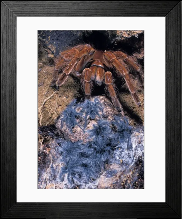 Framed Print : Picture No. 10896190