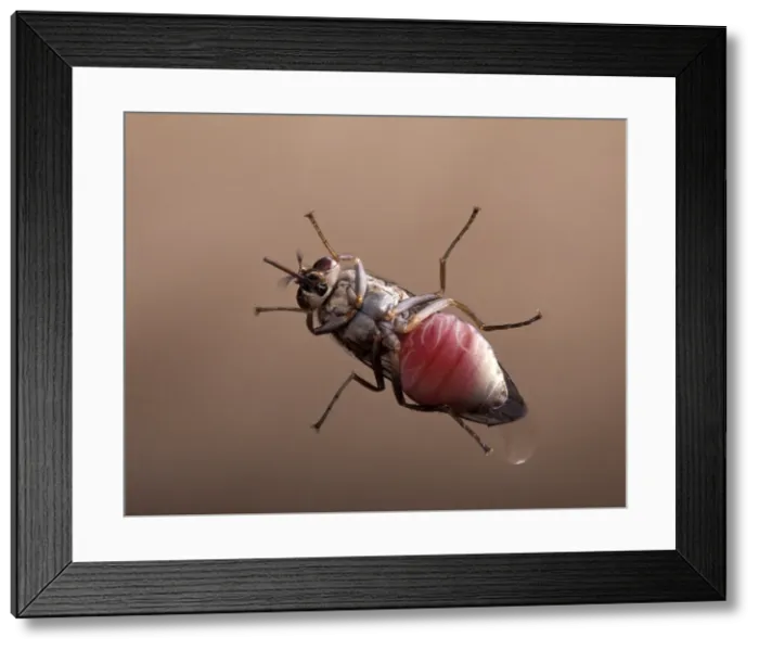 Framed Print : Picture No. 10896195 Framed Print : Picture No. 10896195