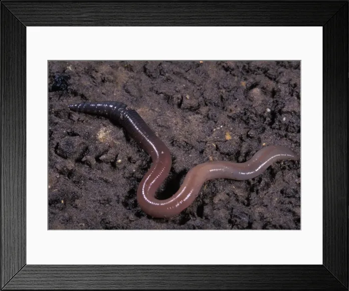 Framed Print : Picture No. 10896196 Framed Print : Picture No. 10896196