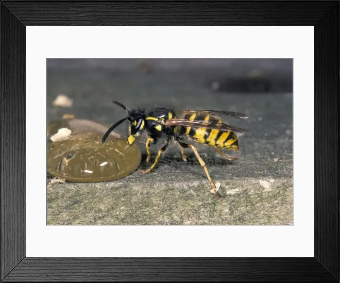 Framed Print : Picture No. 10896199 Framed Print : Picture No. 10896199