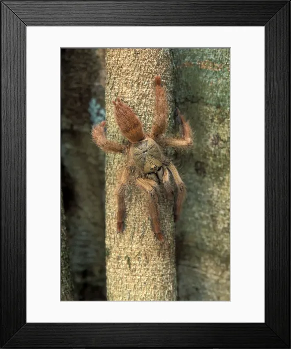 Framed Print : Picture No. 10896197 Framed Print : Picture No. 10896197