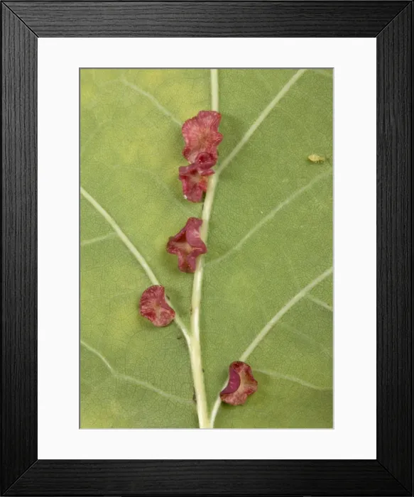 Framed Print : Picture No. 10896200 Framed Print : Picture No. 10896200