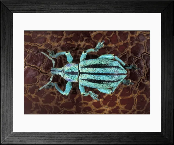 Framed Print : Picture No. 10896203