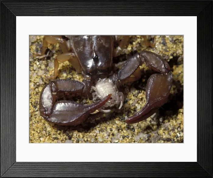 Framed Print : Picture No. 10896205 Framed Print : Picture No. 10896205