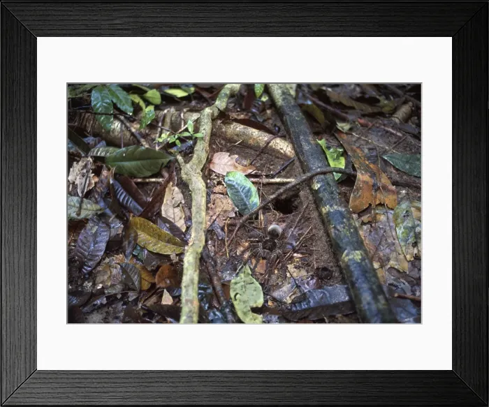 Framed Print : Picture No. 10896207 Framed Print : Picture No. 10896207