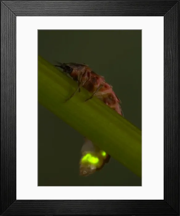 Framed Print : Picture No. 10896208 Framed Print : Picture No. 10896208