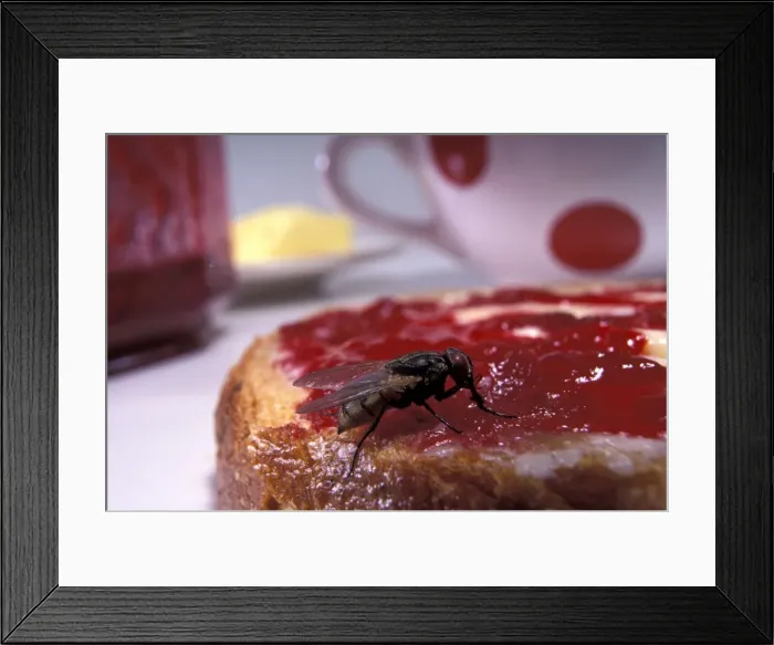 Framed Print : Picture No. 10896204 Framed Print : Picture No. 10896204