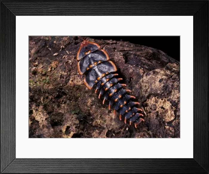 Framed Print : Picture No. 10896202 Framed Print : Picture No. 10896202