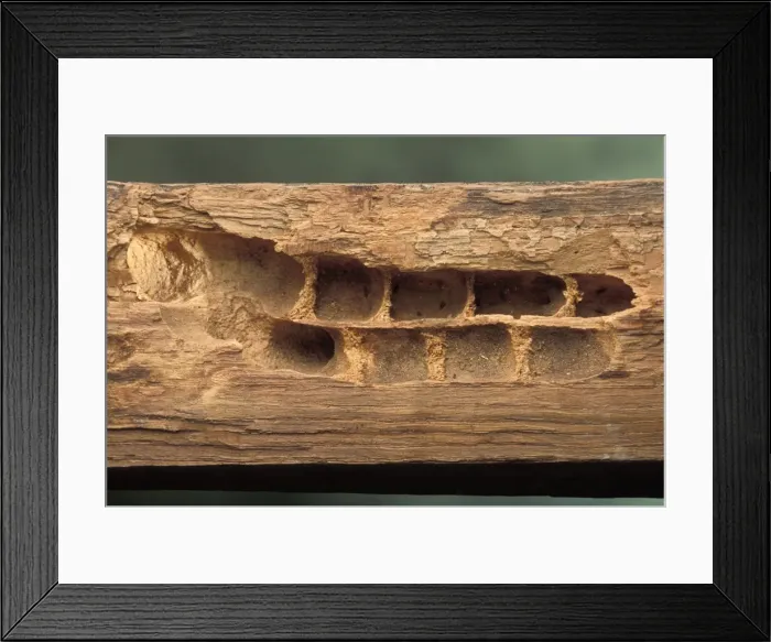 Framed Print : Picture No. 10896212