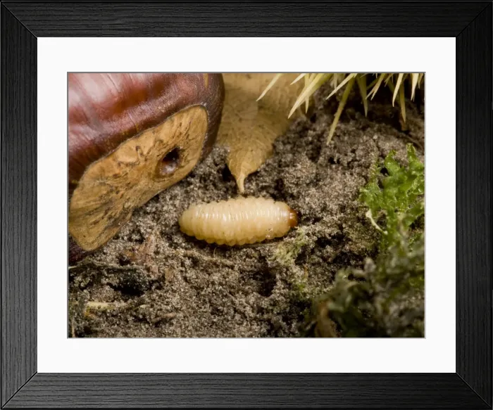 Framed Print : Picture No. 10896209 Framed Print : Picture No. 10896209