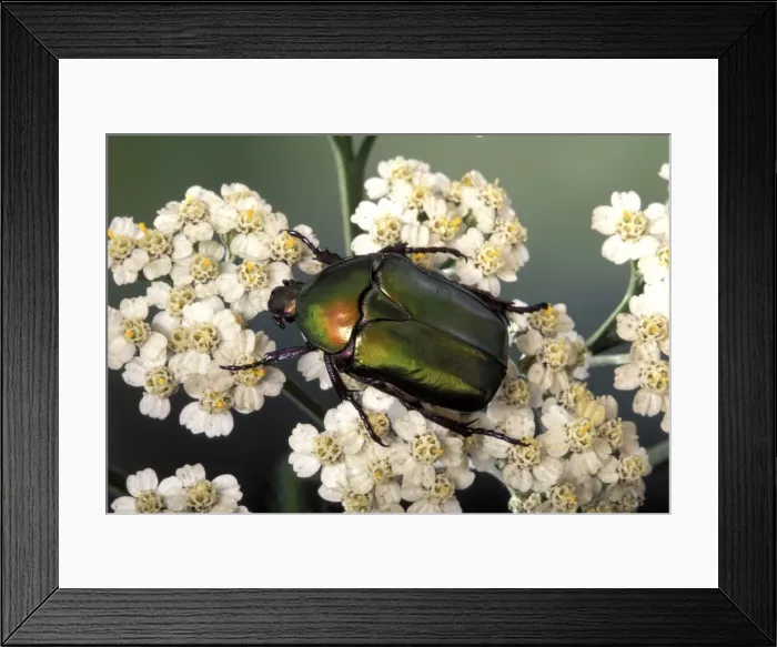 Framed Print : Picture No. 10896210 Framed Print : Picture No. 10896210