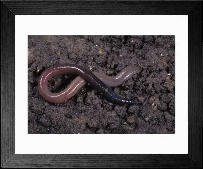 Framed Print : Picture No. 10896211 Framed Print : Picture No. 10896211
