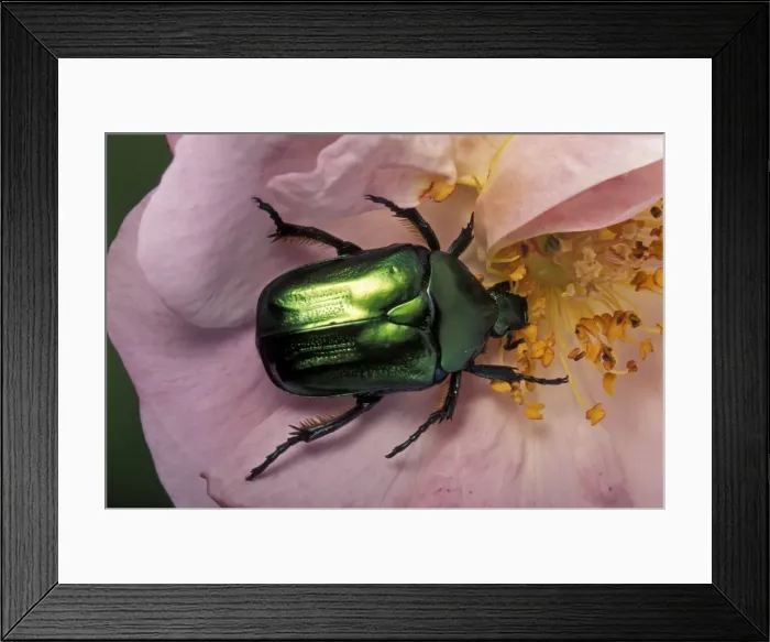 Framed Print : Picture No. 10896215 Framed Print : Picture No. 10896215