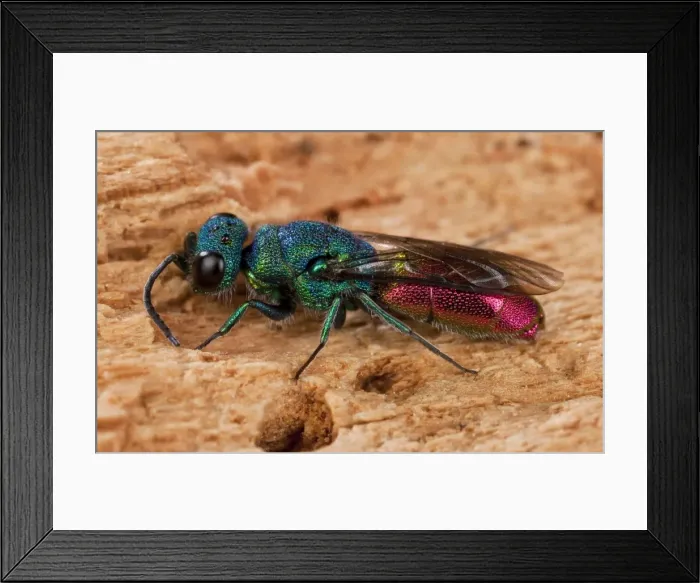 Framed Print : Picture No. 10896214 Framed Print : Picture No. 10896214