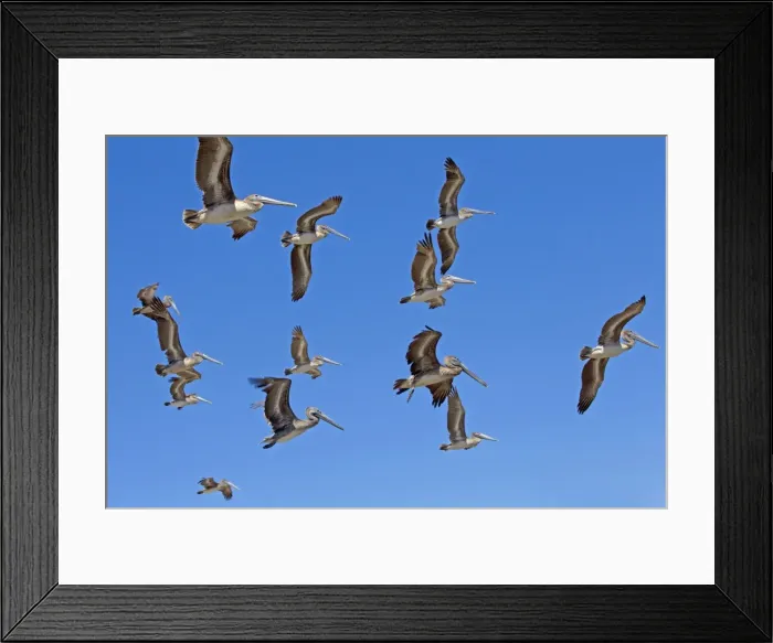Framed Print : Picture No. 10897220 Framed Print : Picture No. 10897220