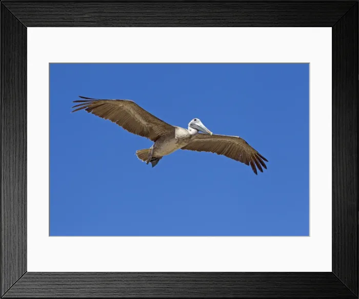 Framed Print : Picture No. 10897219 Framed Print : Picture No. 10897219
