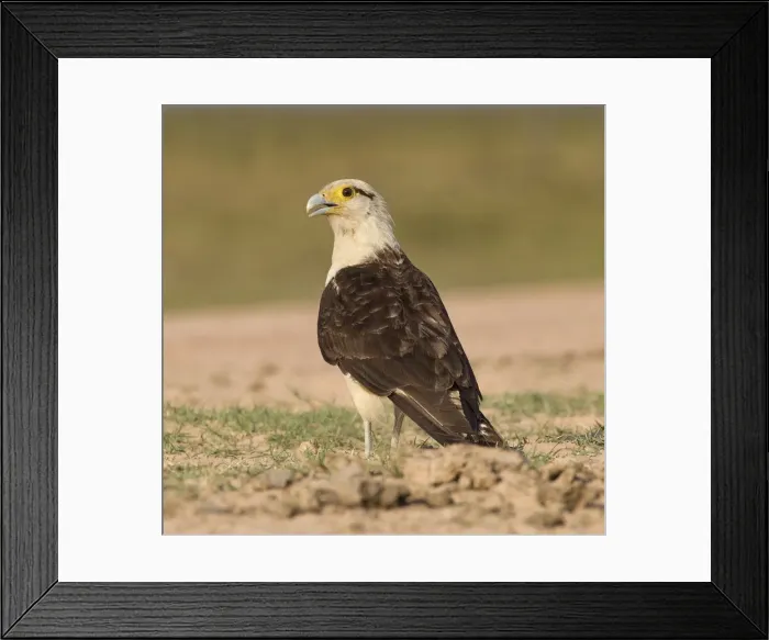 Framed Print : Picture No. 10897224 Framed Print : Picture No. 10897224