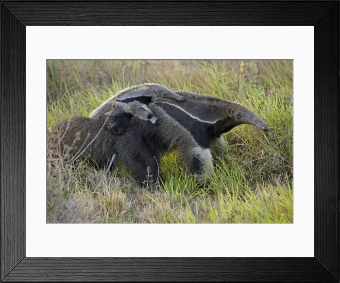 Framed Print : Picture No. 10897222 Framed Print : Picture No. 10897222