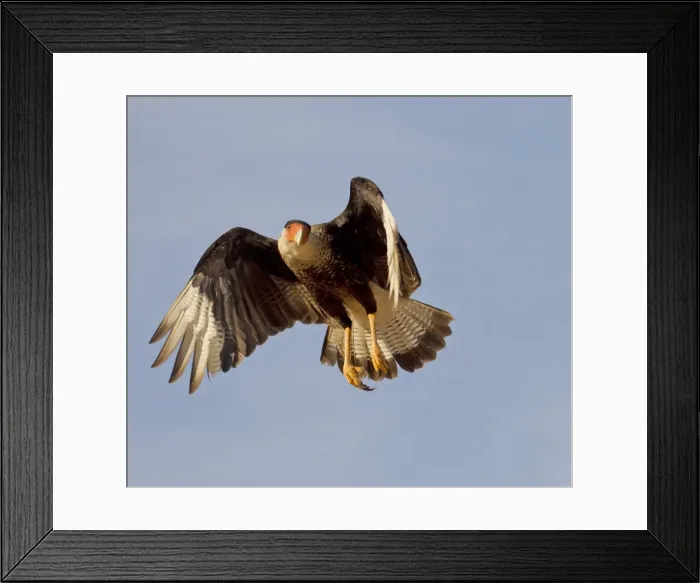 Framed Print : Picture No. 10897227