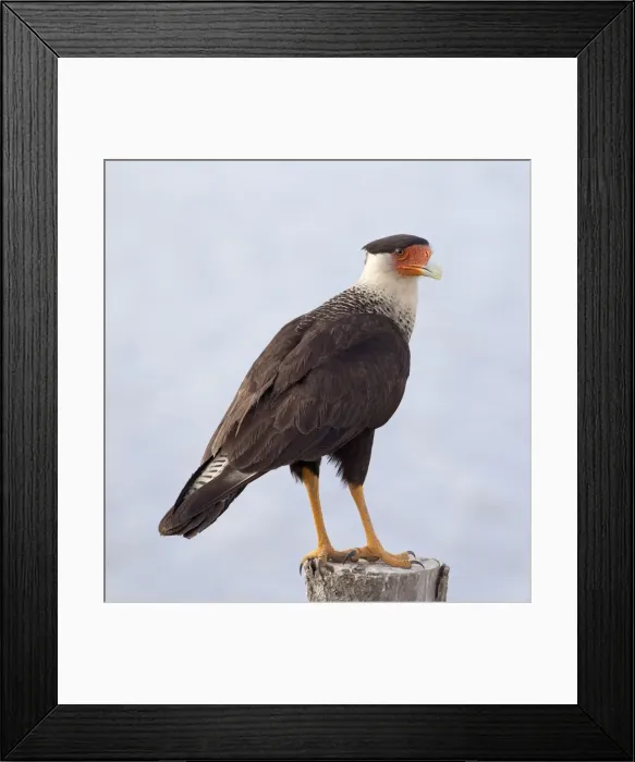 Framed Print : Picture No. 10897225 Framed Print : Picture No. 10897225