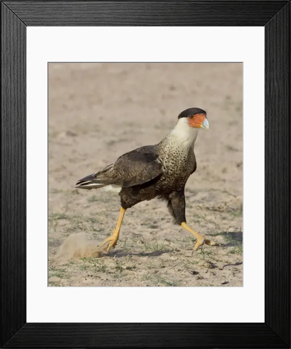 Framed Print : Picture No. 10897228 Framed Print : Picture No. 10897228