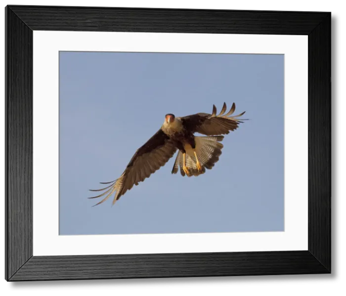 Framed Print : Picture No. 10897226 Framed Print : Picture No. 10897226