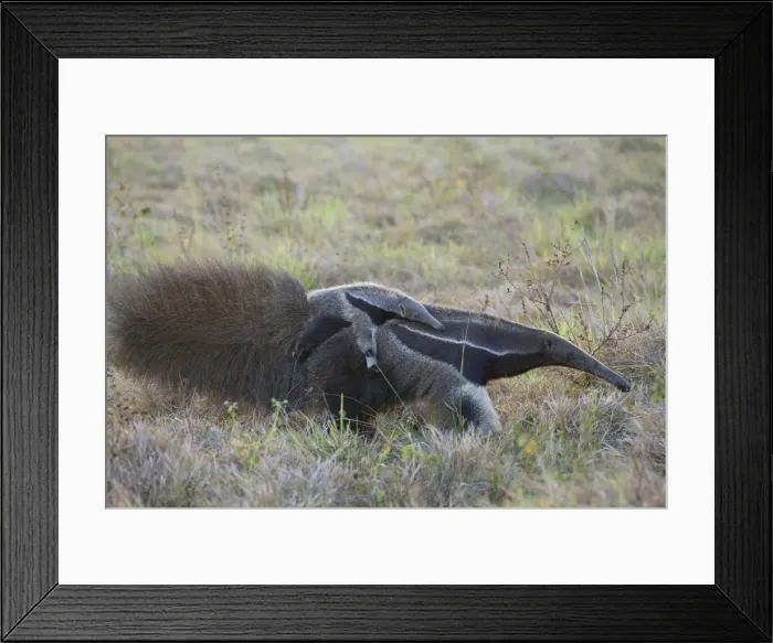 Framed Print : Picture No. 10897223 Framed Print : Picture No. 10897223