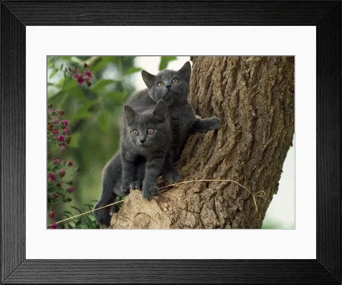 Framed Print : Picture No. 10897230 Framed Print : Picture No. 10897230