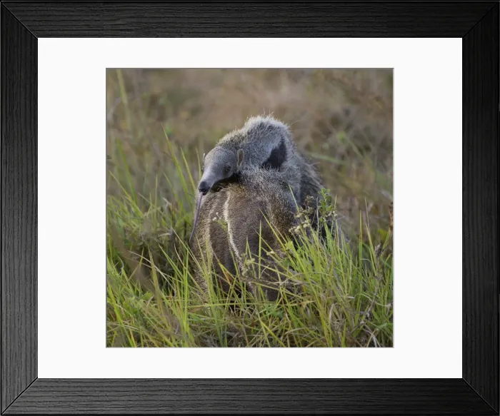 Framed Print : Picture No. 10897221 Framed Print : Picture No. 10897221