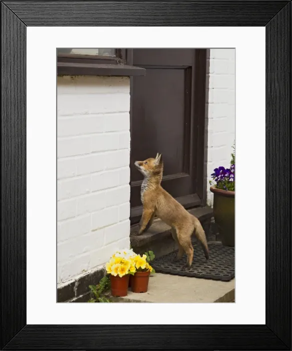 Framed Print : Picture No. 10897234 Framed Print : Picture No. 10897234