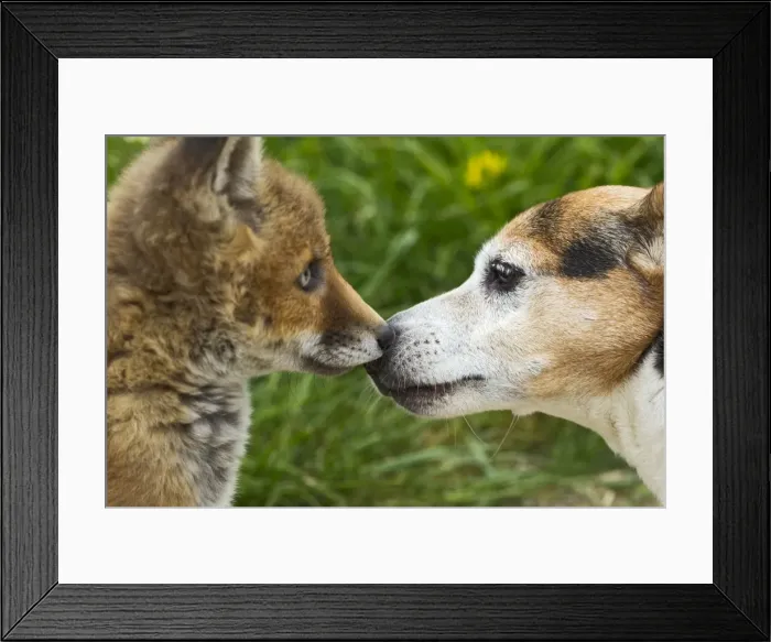 Framed Print : Picture No. 10897235 Framed Print : Picture No. 10897235