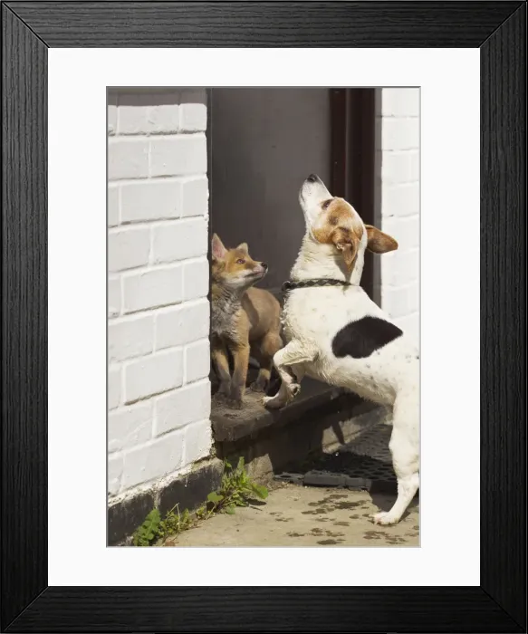 Framed Print : Picture No. 10897233 Framed Print : Picture No. 10897233