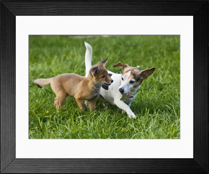 Framed Print : Picture No. 10897240 Framed Print : Picture No. 10897240