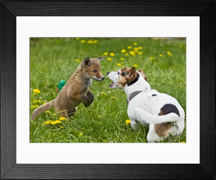 Framed Print : Picture No. 10897236 Framed Print : Picture No. 10897236