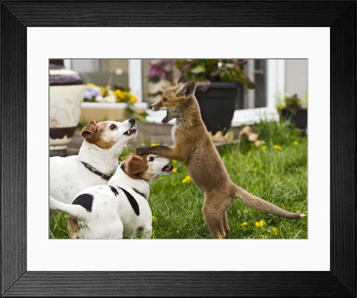 Framed Print : Picture No. 10897239 Framed Print : Picture No. 10897239