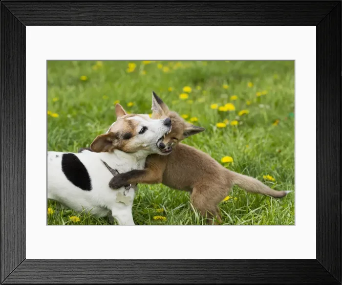 Framed Print : Picture No. 10897237 Framed Print : Picture No. 10897237
