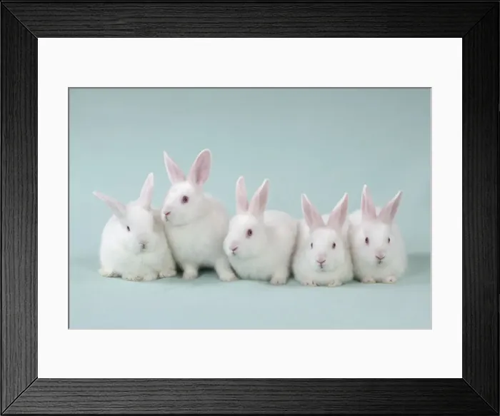Framed Print : Picture No. 10897242 Framed Print : Picture No. 10897242