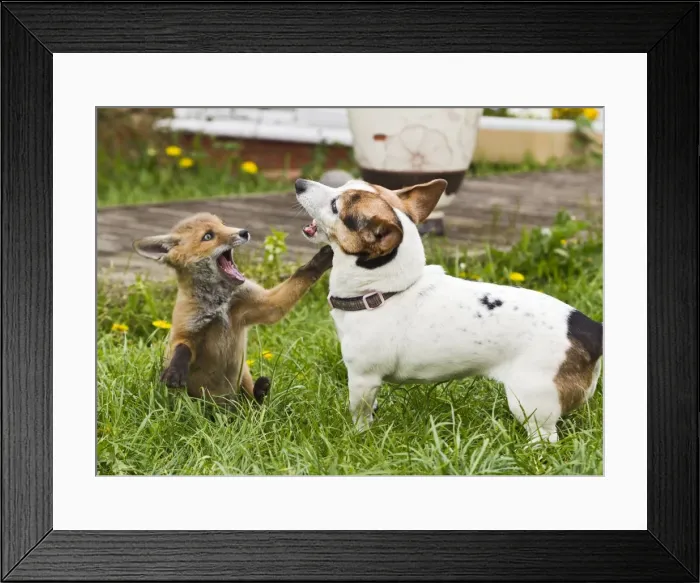 Framed Print : Picture No. 10897238 Framed Print : Picture No. 10897238