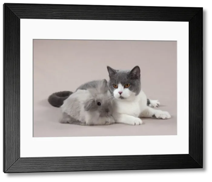Framed Print : Picture No. 10897247 Framed Print : Picture No. 10897247