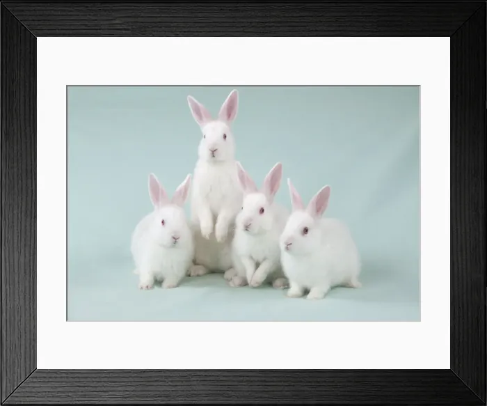 Framed Print : Picture No. 10897243 Framed Print : Picture No. 10897243