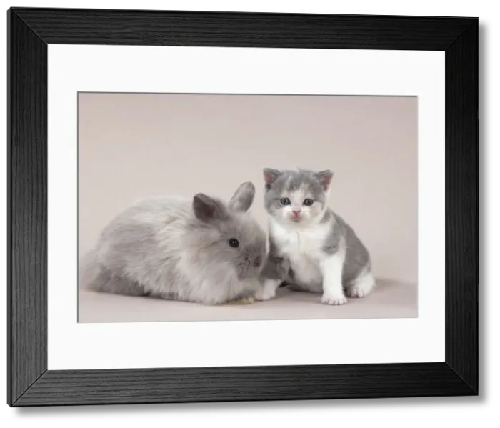 Framed Print : Picture No. 10897246 Framed Print : Picture No. 10897246